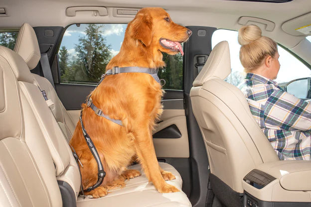 Cinturón Giratorio de Seguridad Para Perros para el Auto - Kurgo® Direct to Latch Swivel Tether