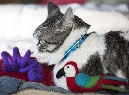 Collar de Seguridad Para Gatos - Kitty Breakaway Primary Azul