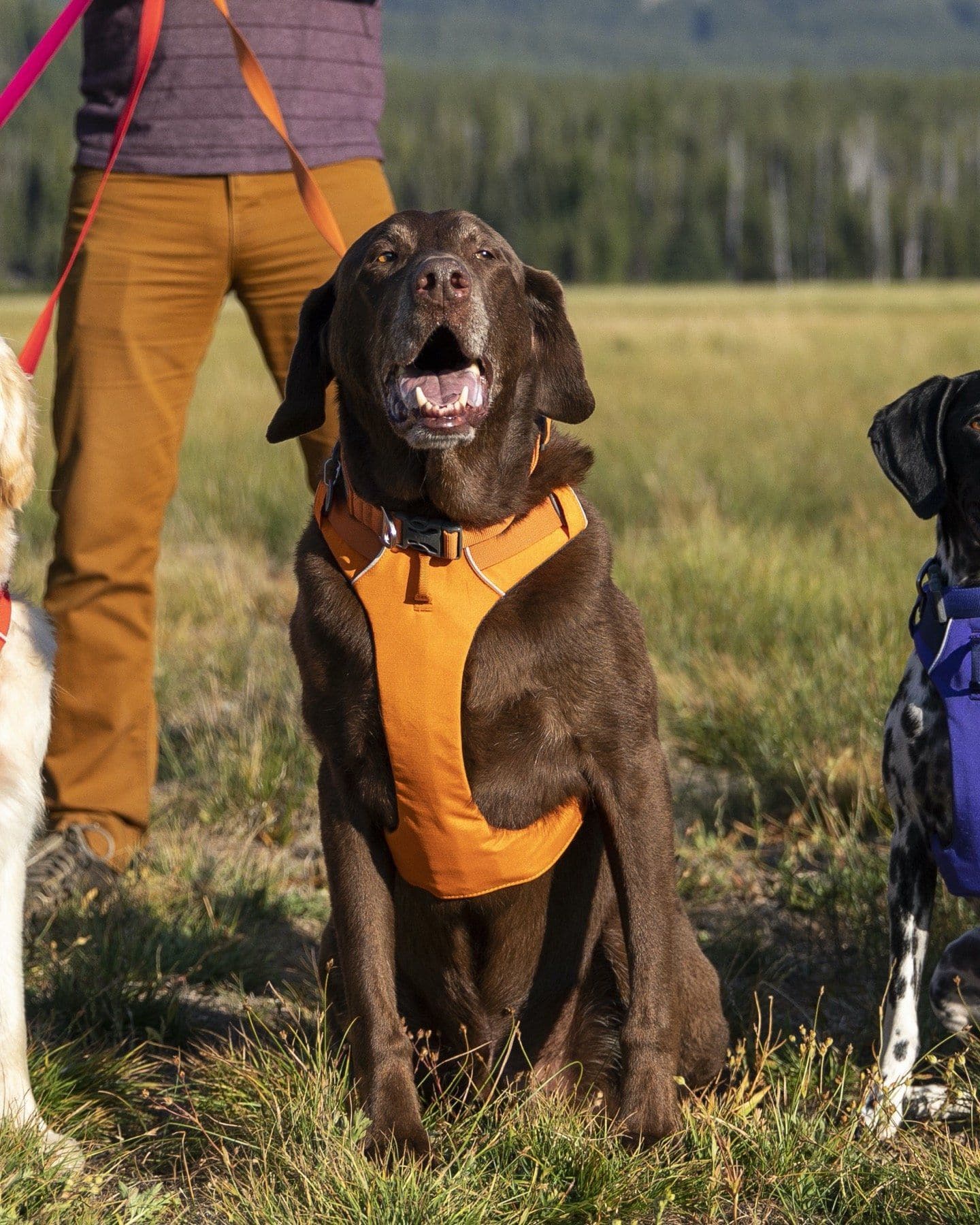 Collar para Perros Modelo Front Range® Collar Naranja (Campfire Orange) de Ruffwear