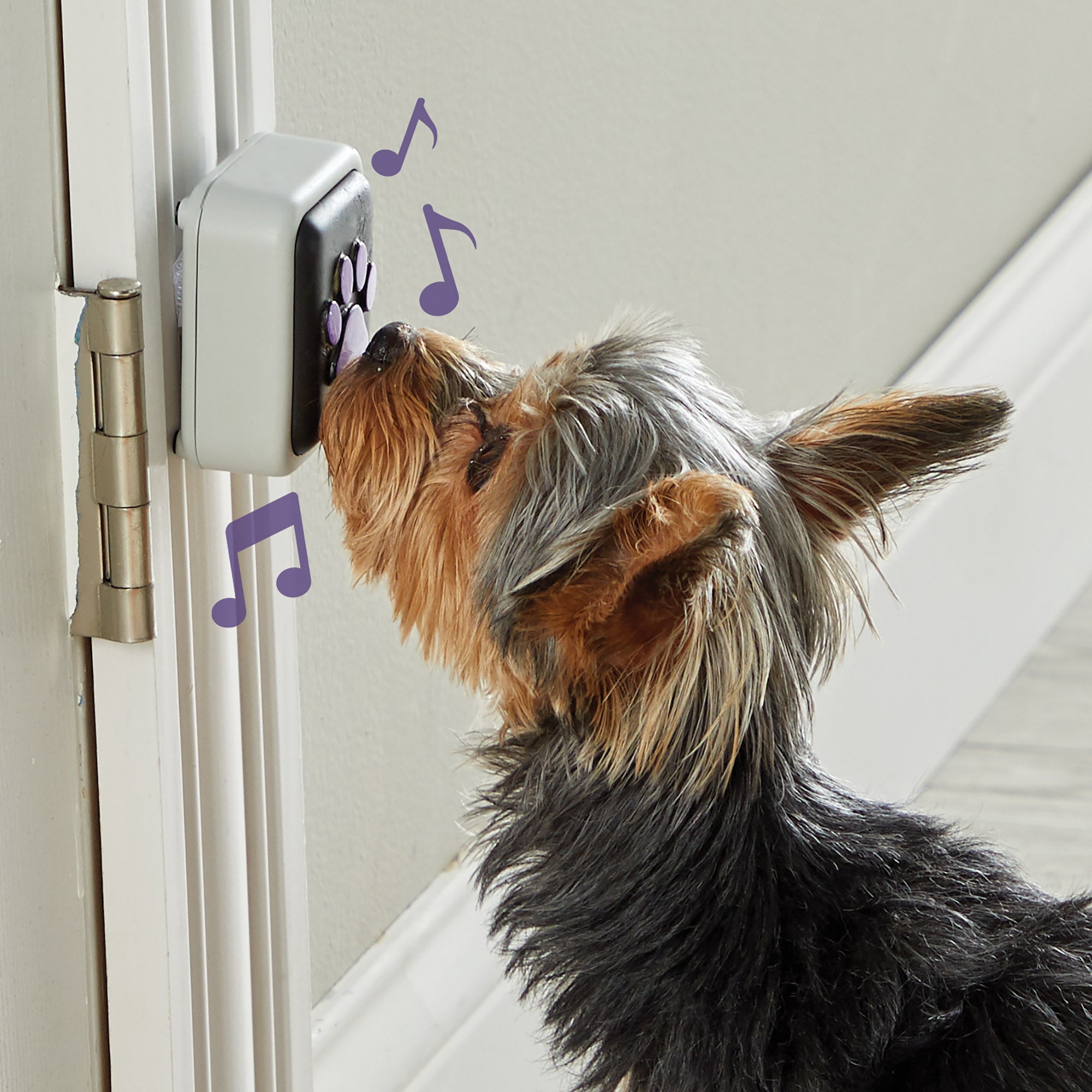 Timbre Parlante para Mascotas: Comunicación Canina para Salir al Exterior de Hunger for Words