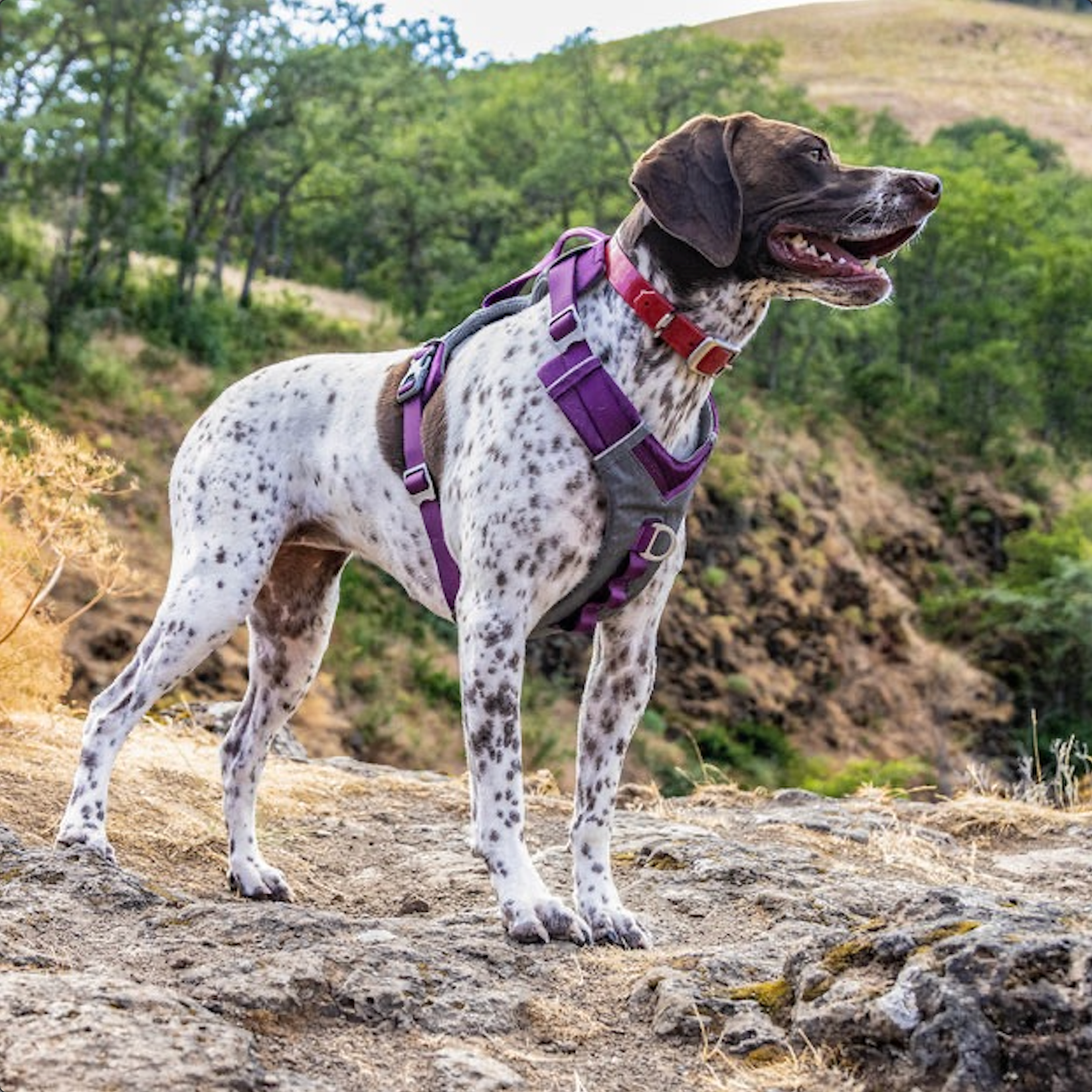 Journey AIR Dog Harness de Kurgo en Rojo