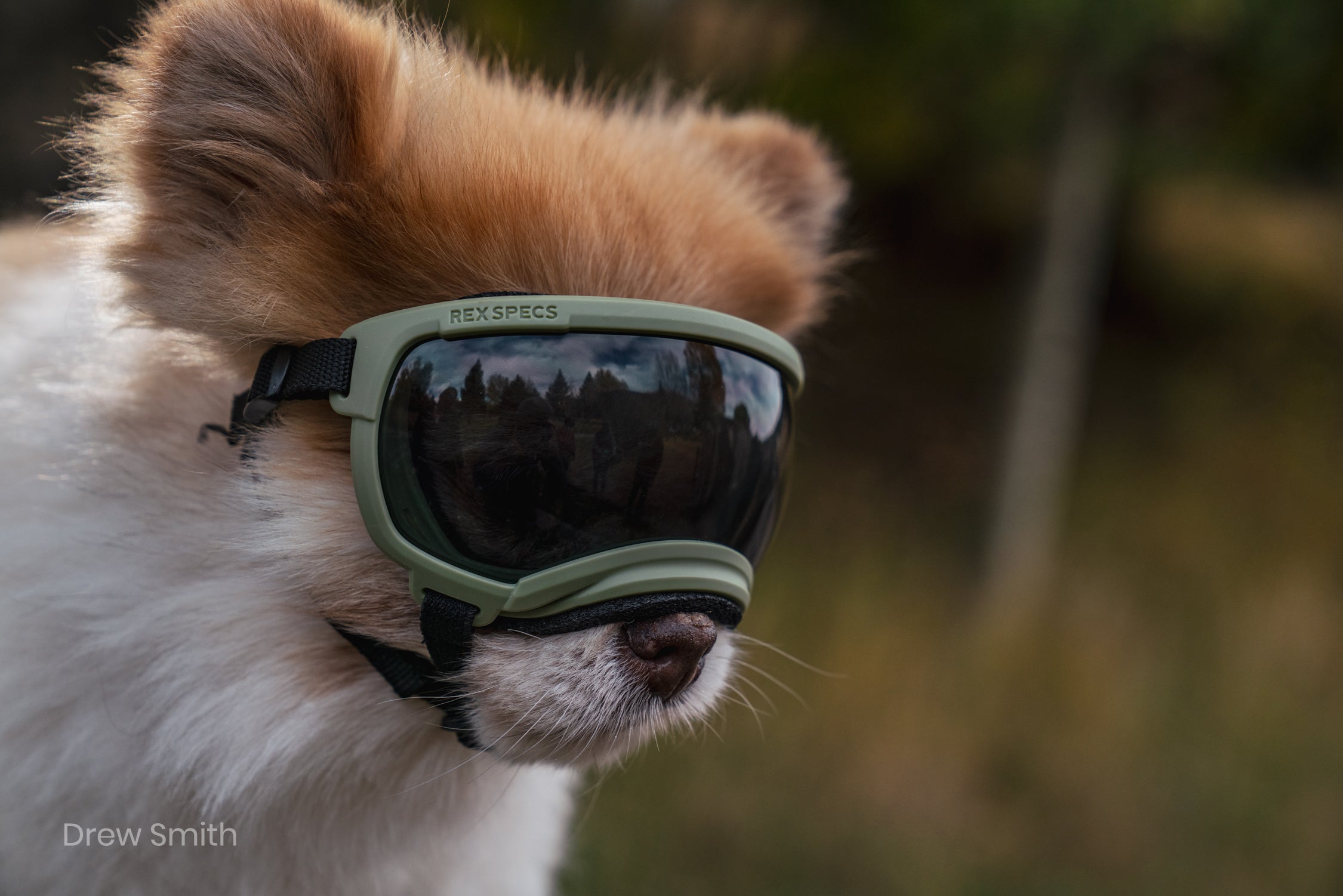 V2 Goggles Rex Specs - Lentes Para Perros Extra Chicos Menores a 7 kg