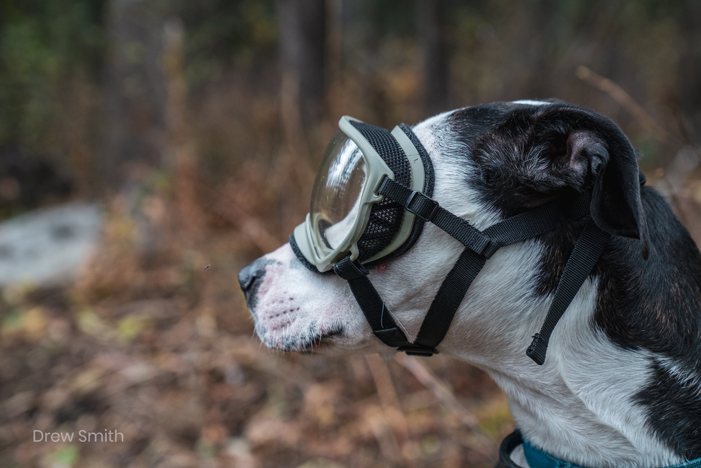 V2 Goggles Rex Specs - Lentes Para Perros Extra Grandes de 37 kg o más