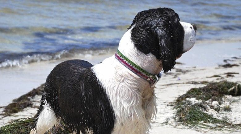 Collar Dublin Dog KOA Rainbow Trout - Collar para Perro