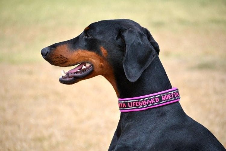 Collar Para Perros Acolchado en Rosa - Padded Collar de Hurtta® México