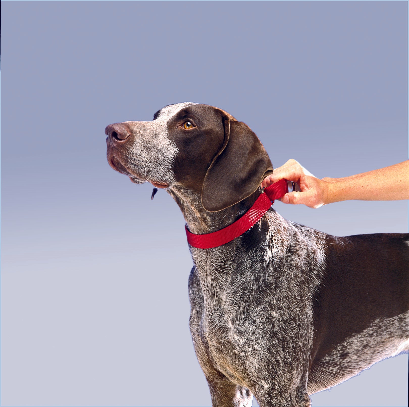 Martingale Premier Collar de PetSafe en color Rojo