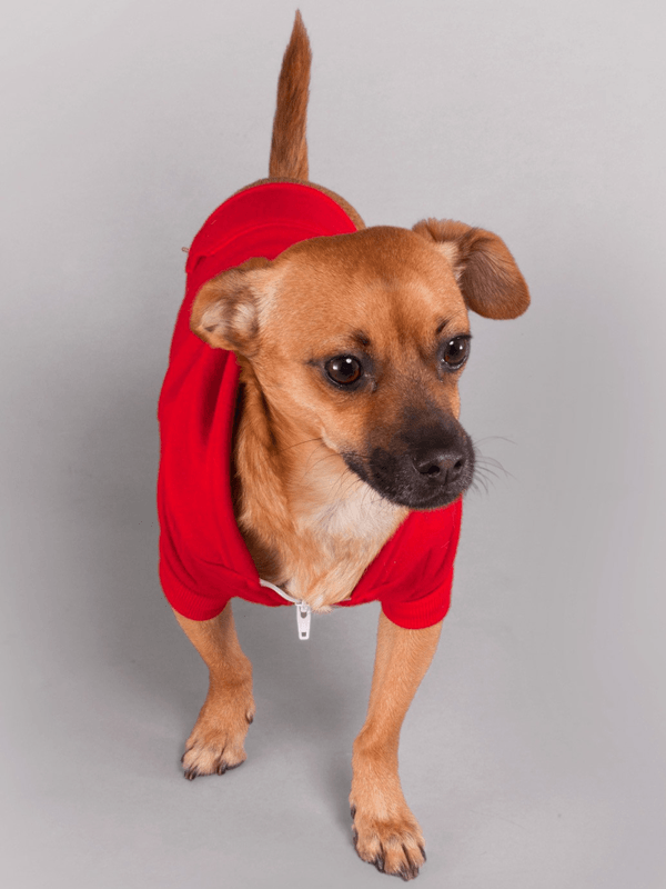 Hoodie Para Perro en Color Rojo Vivo