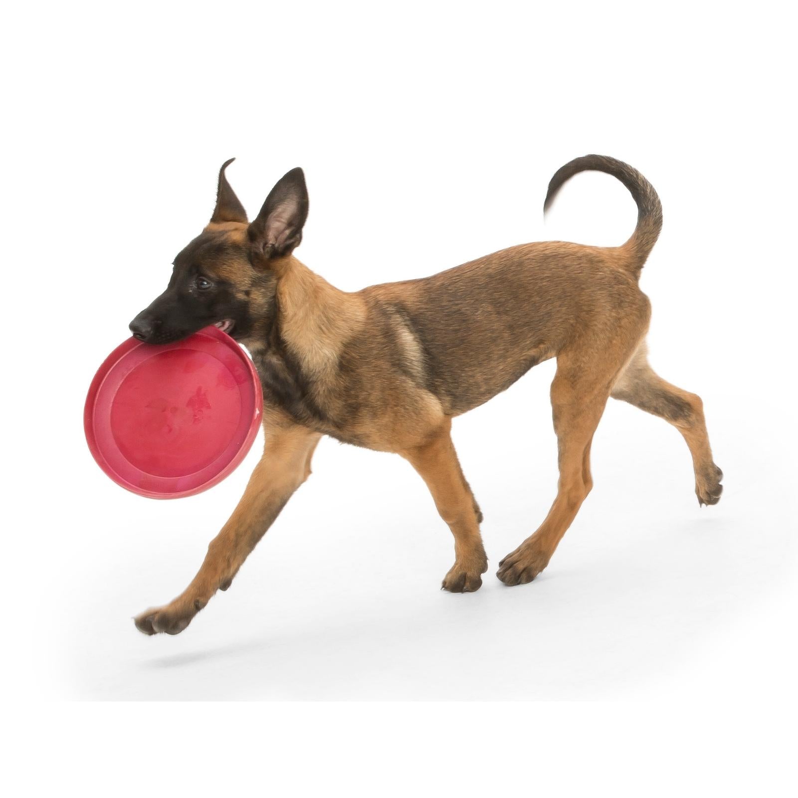 ZISC Disco de West Paw® color Verde - Frisbee para Perros