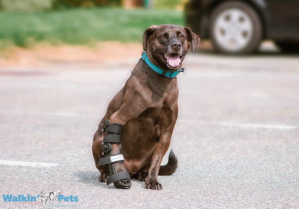 Ferula Para Perro (Trasera o Delantera) Walkin’ Fit Adjustable Splint de Walkin' Pets