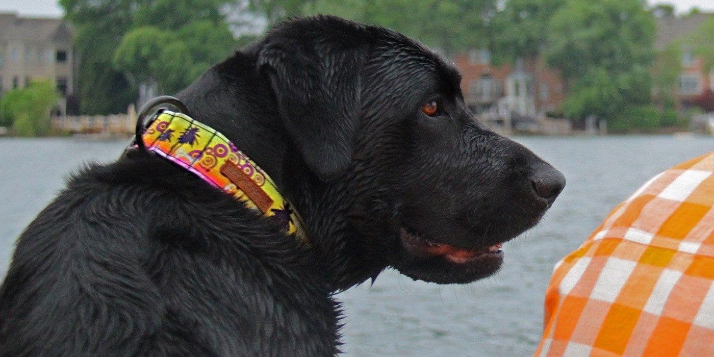 Collar Dublin Dog EcoLuck Seaside Paradiso - Collar para Perro
