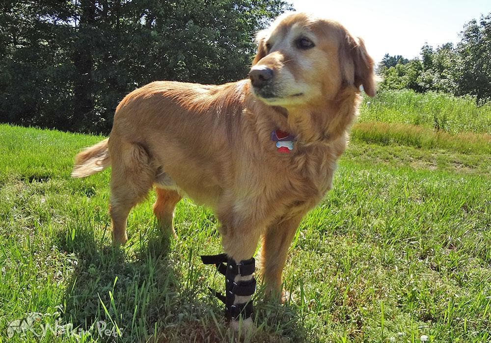 Ferula Pata Delantera Para Perro Walkin’ Front Splint de Walkin' Pets