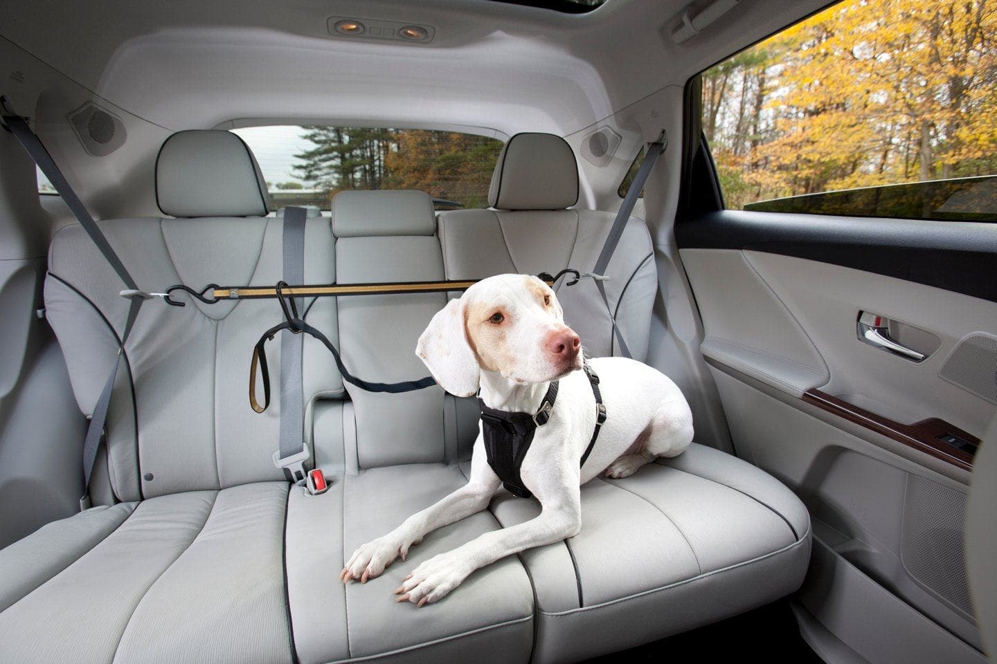 Línea de Cinturón De Seguridad Para Perros para el Carro - Kurgo® Auto Zip Line
