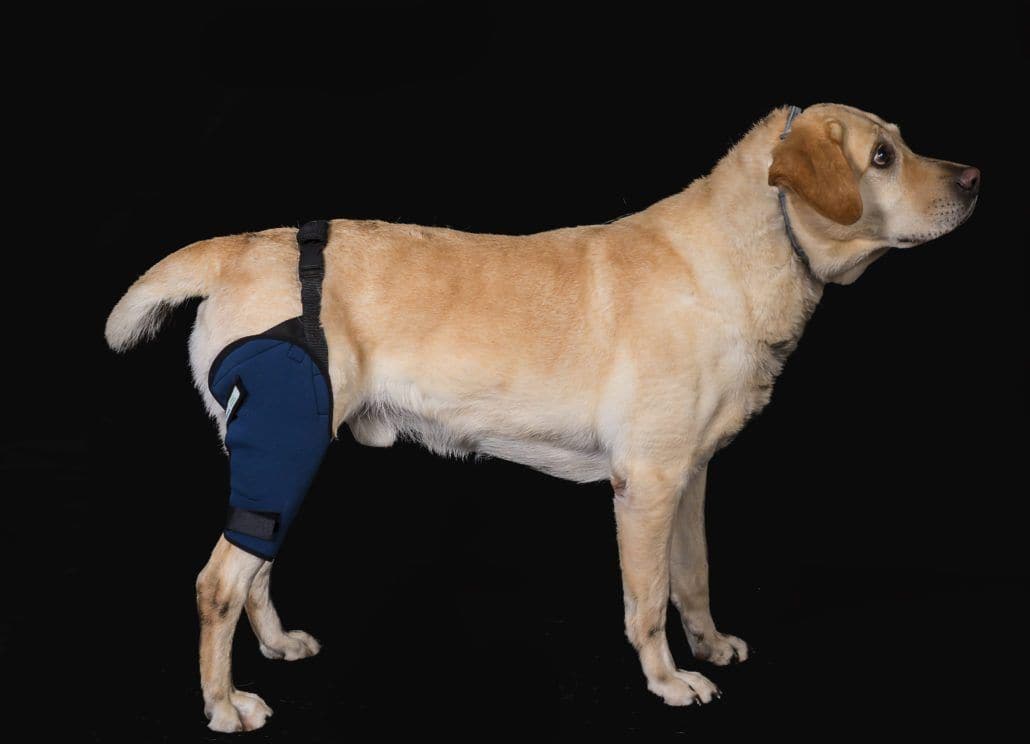 Rodilleras para perros - Protector de Rodilla Para Perro