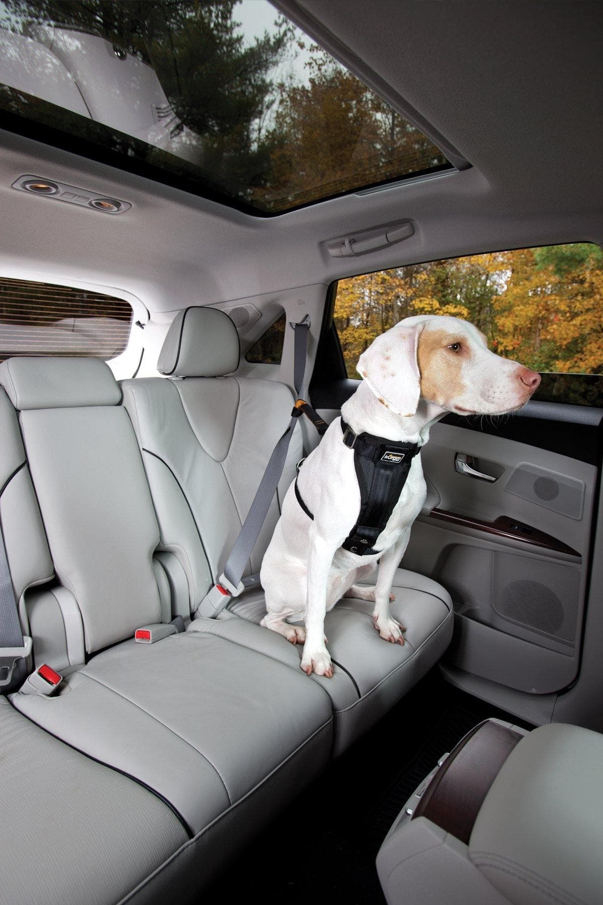 Cinturón de Loop de Seguridad Para Perros para el Carro - Kurgo® Seat Belt Loop