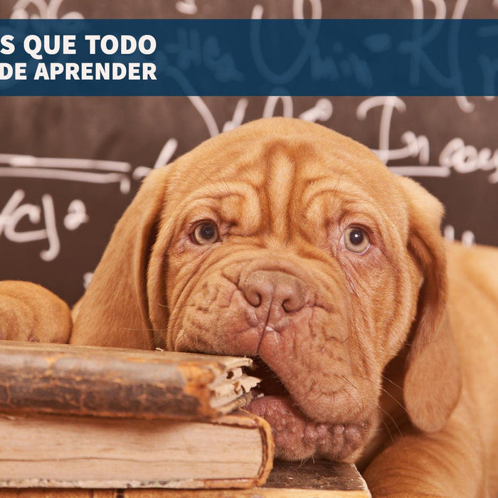 5 Comandos que todo perro debe de aprender por su bien y el de sus humanos.