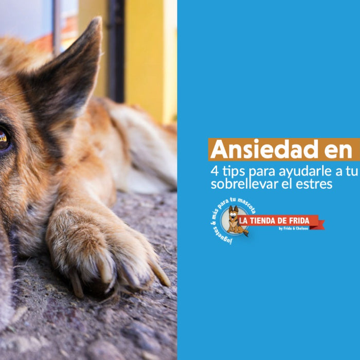 Ansiedad en Perros: 4 tips para ayudarle a tu perro a sobrellevar el estres