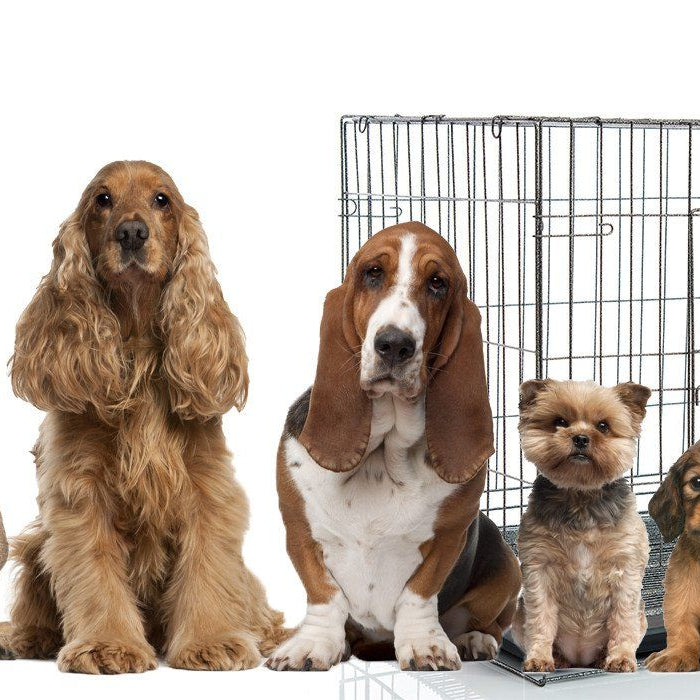 Entrenamiento en Jaula para Perros: Pasos, Tips, Que Sí y Que No Hacer