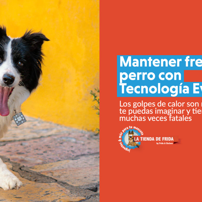 Mantén Fresco a tu Perro con la Tecnología Evaporativa