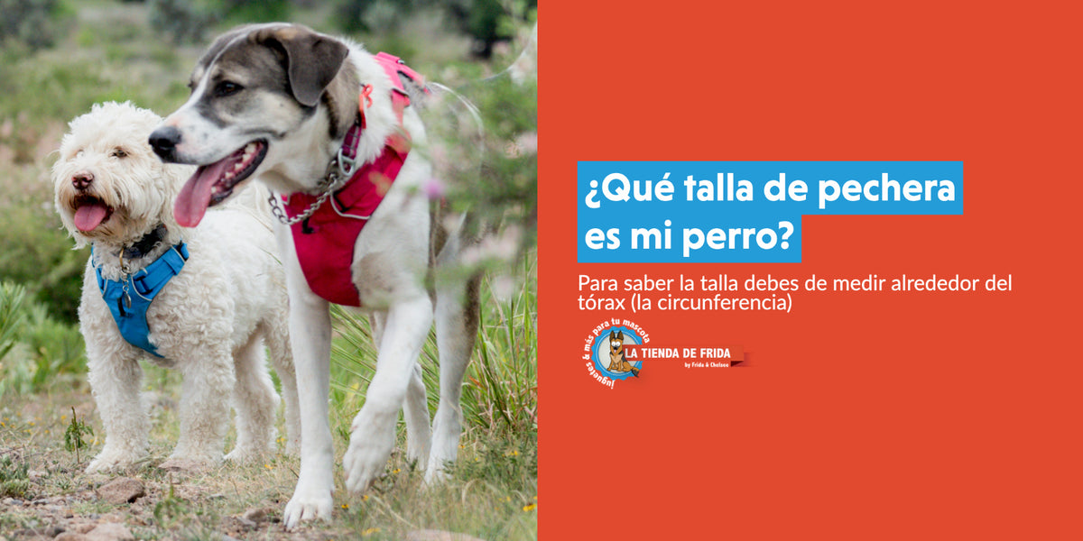 como se mide la talla de zapatos de un perro