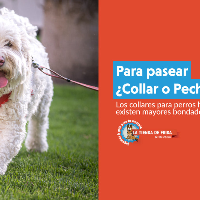 Para salir a pasear ¿qué es mejor para un perro, un collar o una pechera?