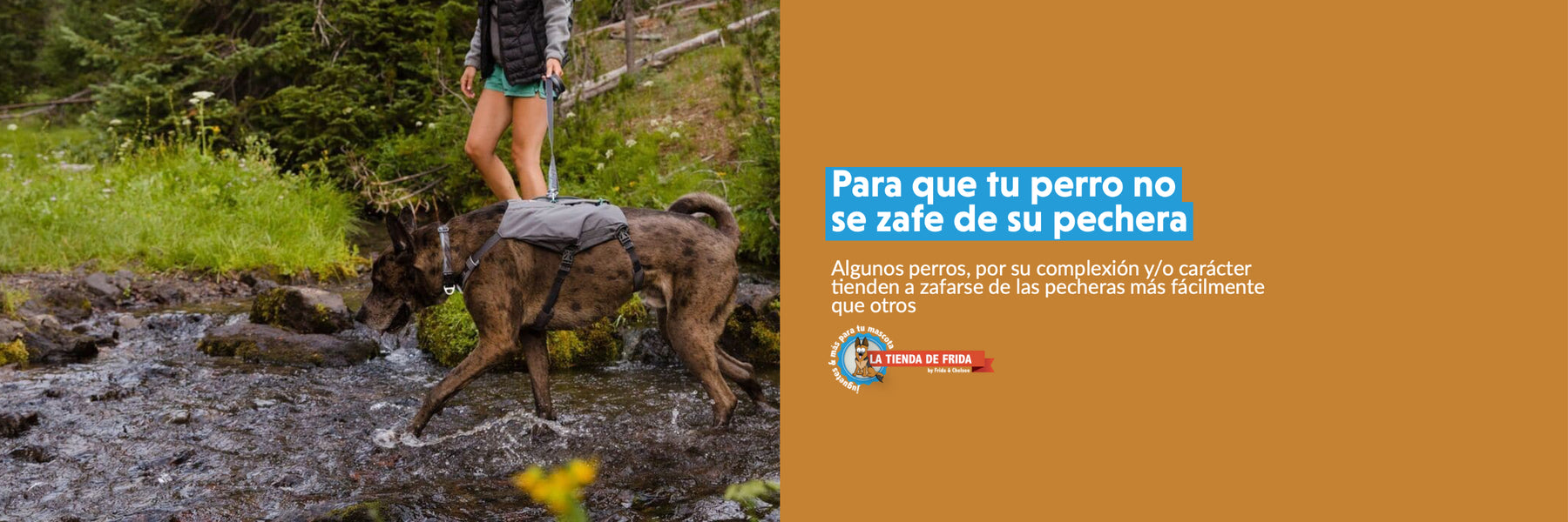 4 Pecheras para que tu perro no se zafe o salga de su arnés