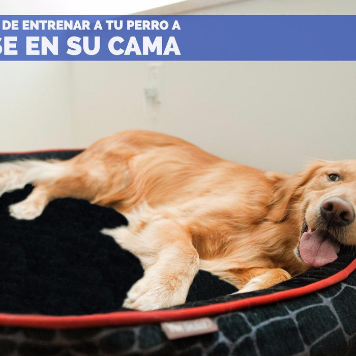 Tips y beneficios de entrenar a tu perro a quedarse en su cama.