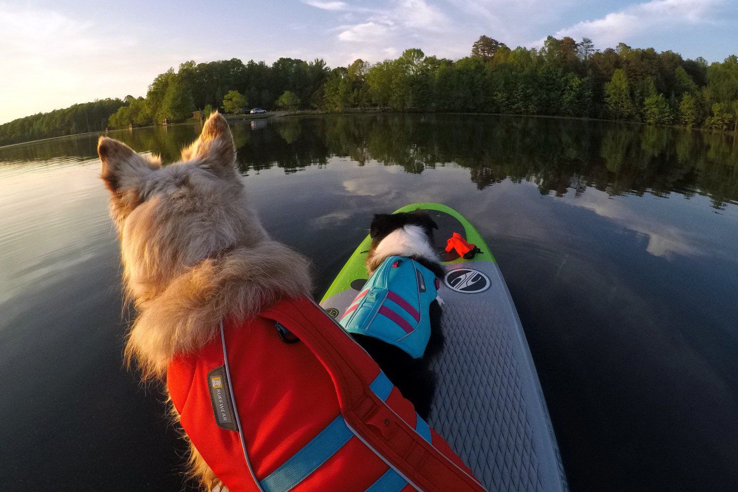 Como Practicar SUP (Stand Up Paddle Board) con tu Perro