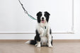 ORIGAMI Dog Harness leafy crease