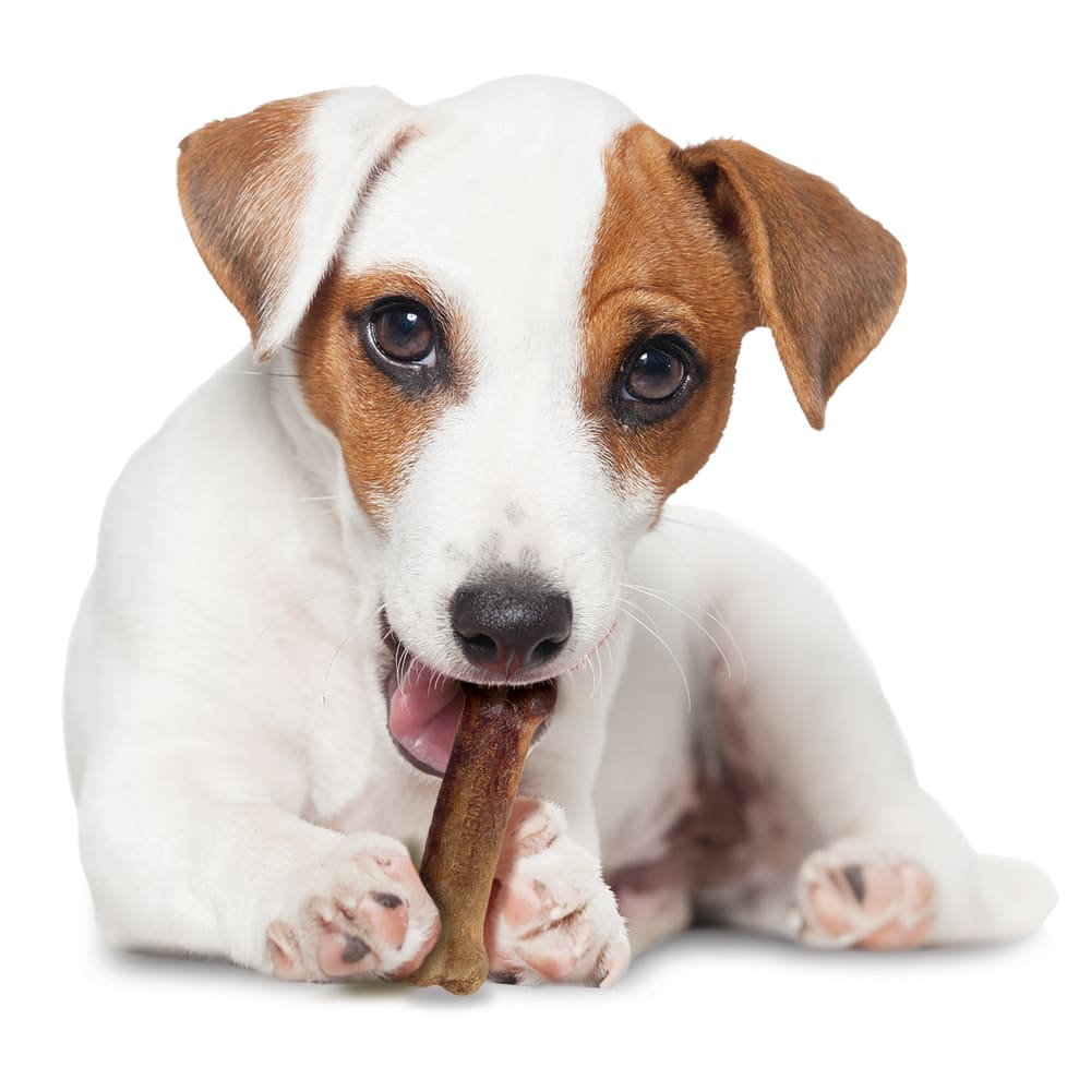 Premios Masticables Healthy Edibles Larga Duración Sabor Tocino para Perros | Nylabone