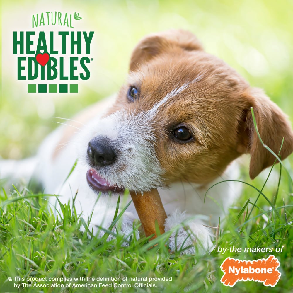 Premios Masticables Healthy Edibles Larga Duración Sabor Tocino para Perros | Nylabone