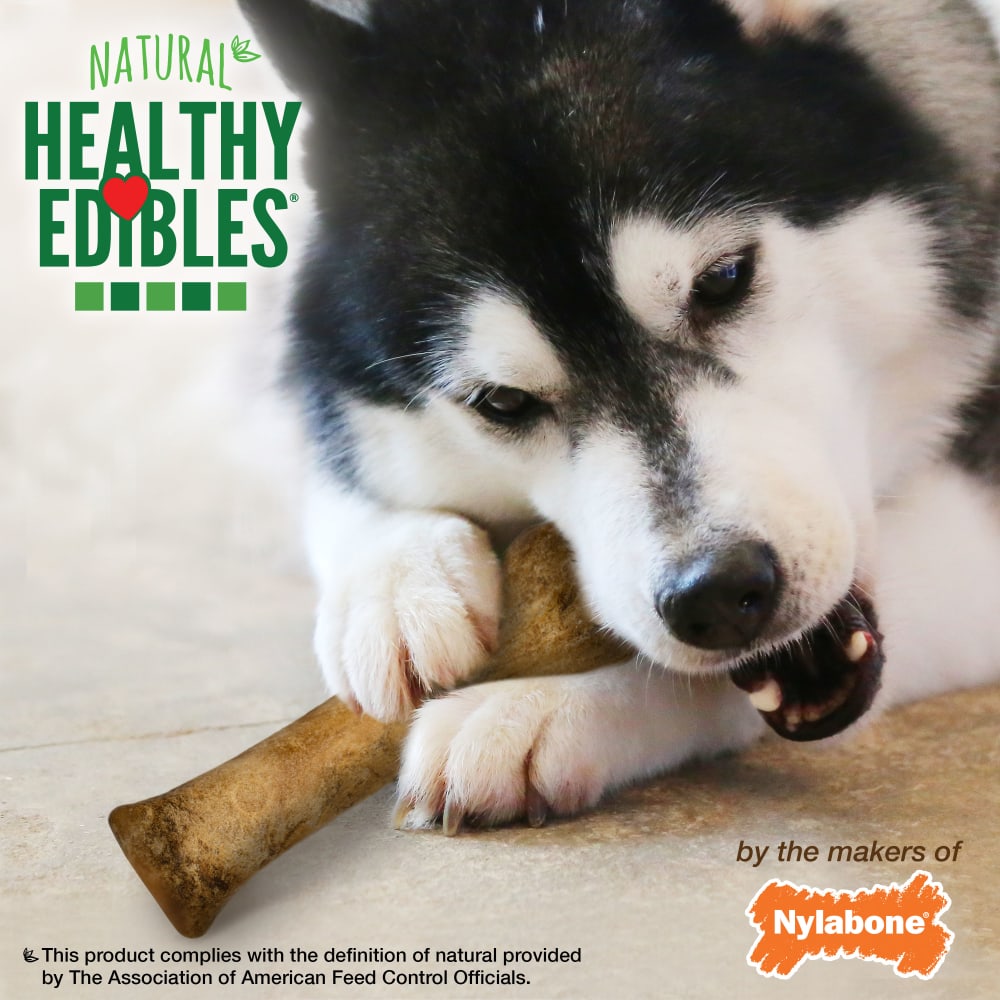 Premios Masticables Healthy Edibles Larga Duración Sabor Tocino para Perros | Nylabone