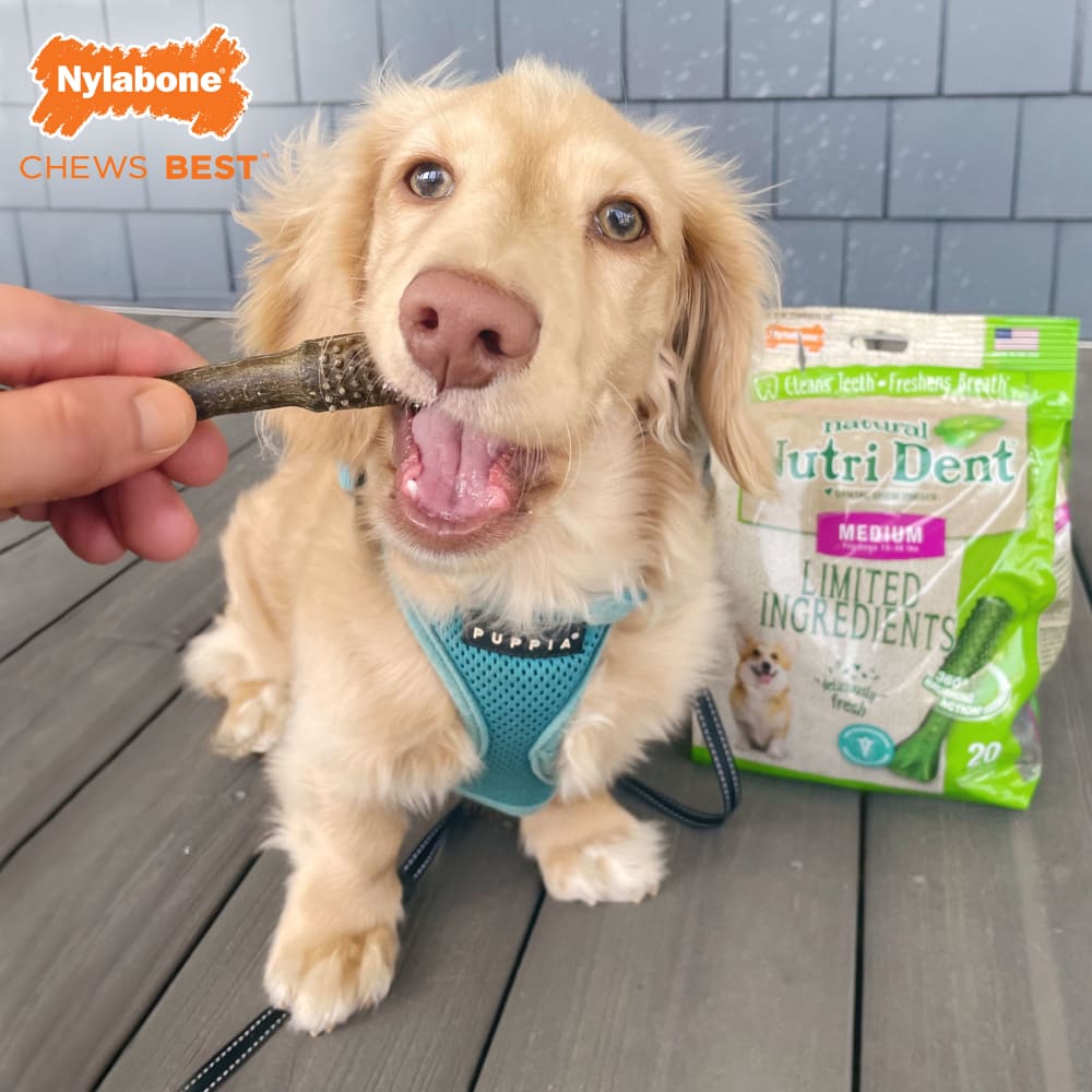 Premios Dentales Nutri Dent Naturales Sabor Aliento Fresco para Perros | Nylabone