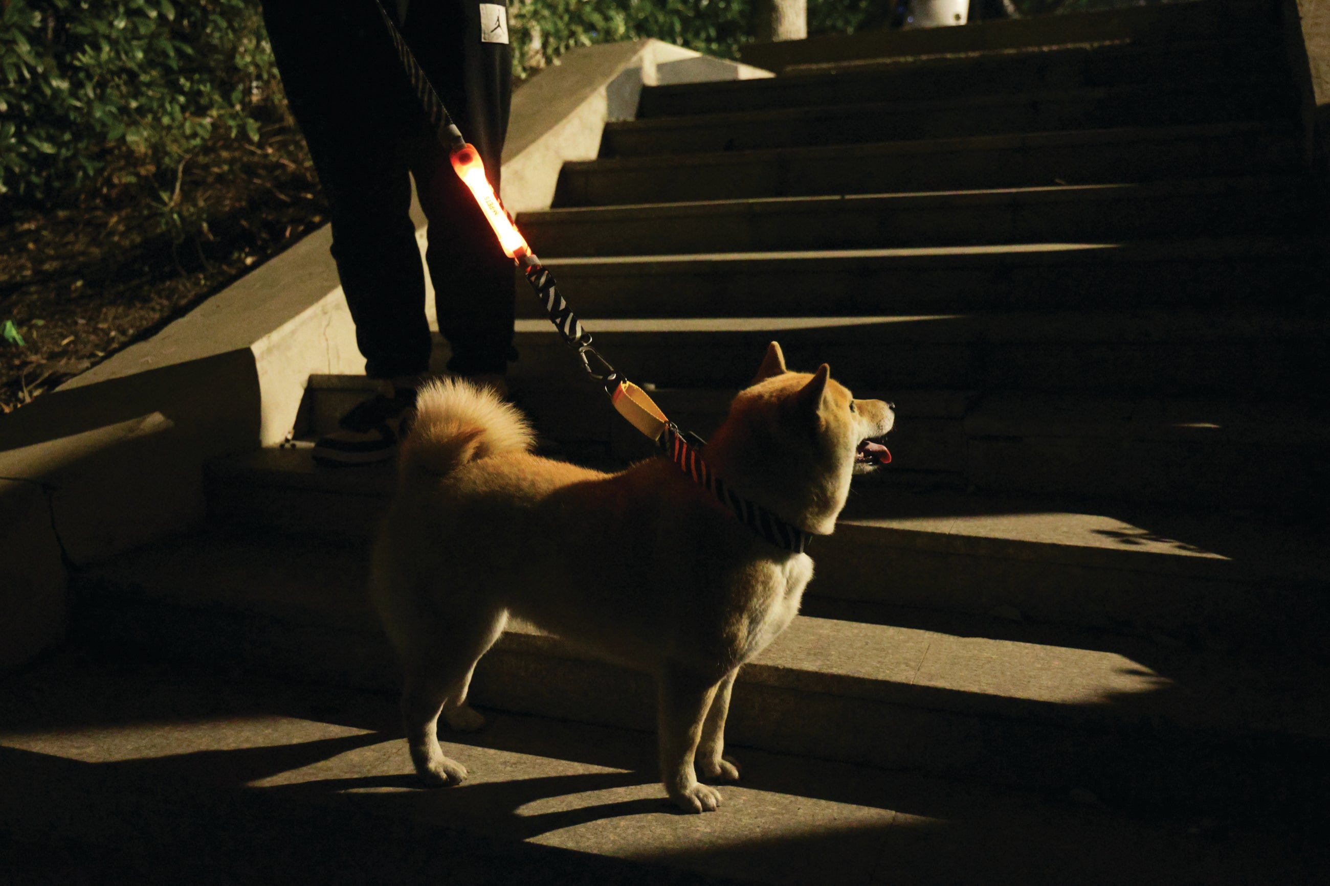 Banda LED Recargable FLASH para Perros - Naranja (Orange) | M-PETS