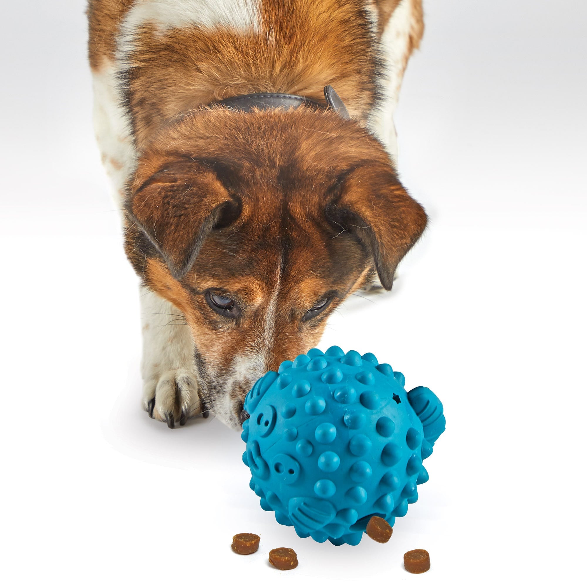 Dispensador de Premios para Perros Pez Globo Tough & Tumble | Brightkins