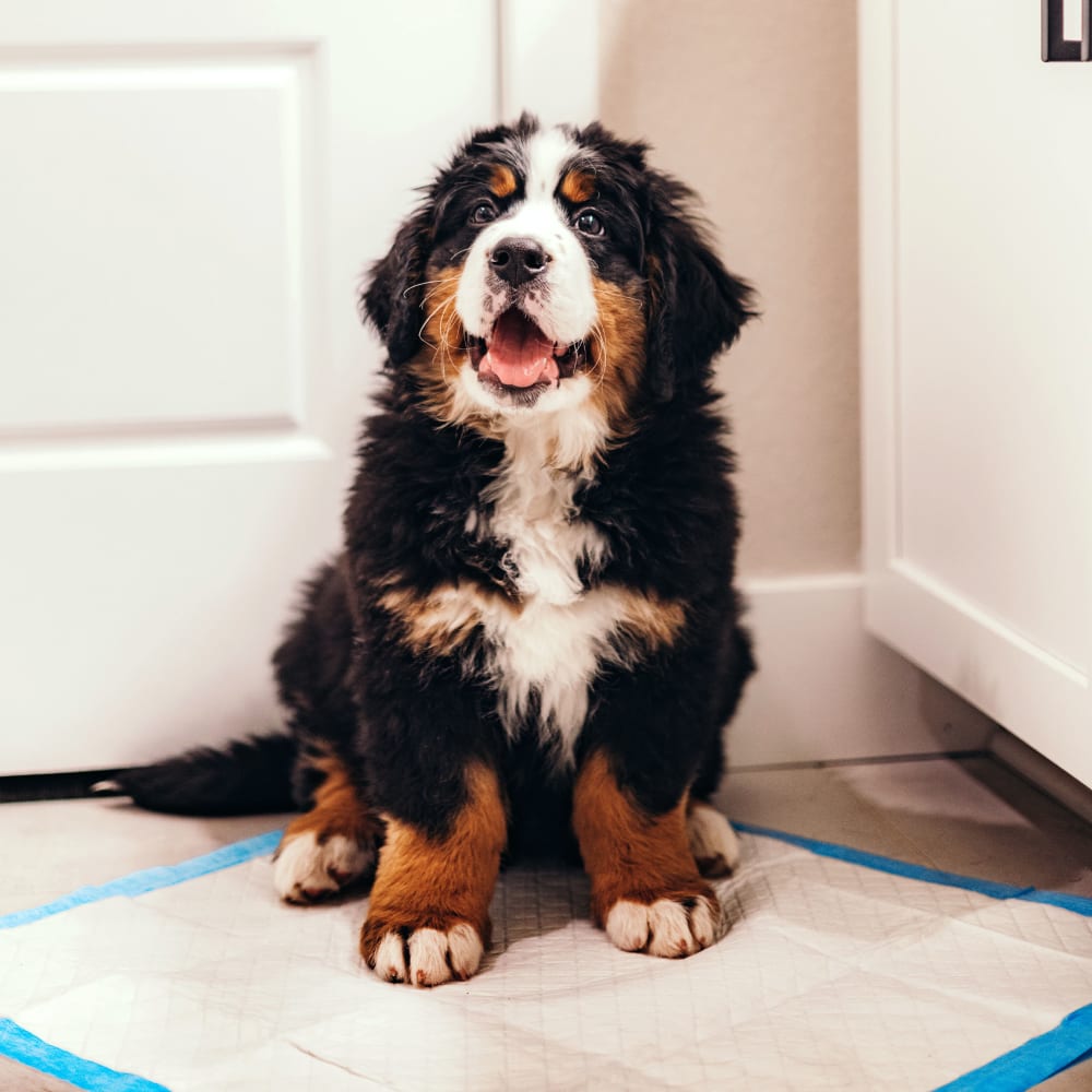 Tapete Entrenador para Perros Wee‑Wee® Pads 6 Capas – 55.9 × 58.4 cm