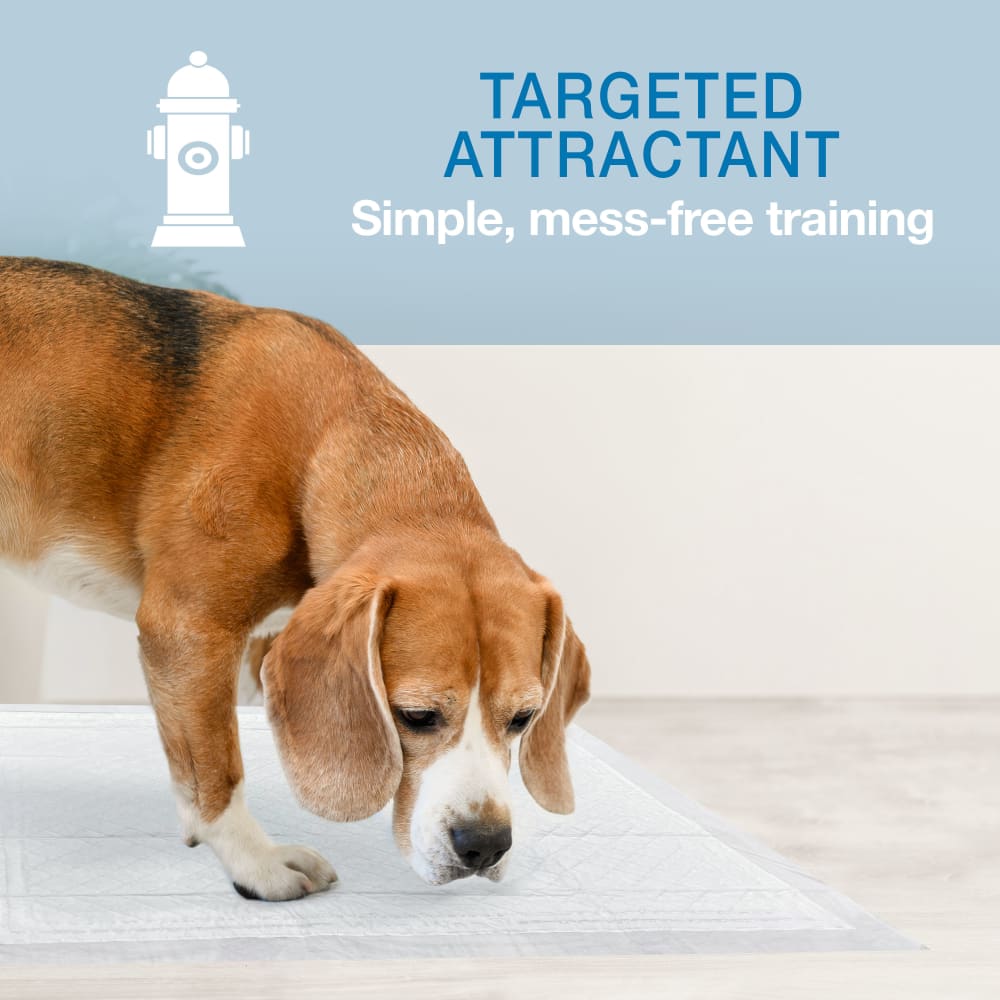 Tapete Entrenador para Perros Wee‑Wee® Pads con Insta‑Rise Border – 6 Capas – 55.9 × 58.4 cm