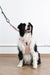ORIGAMI Dog Harness cherry fold
