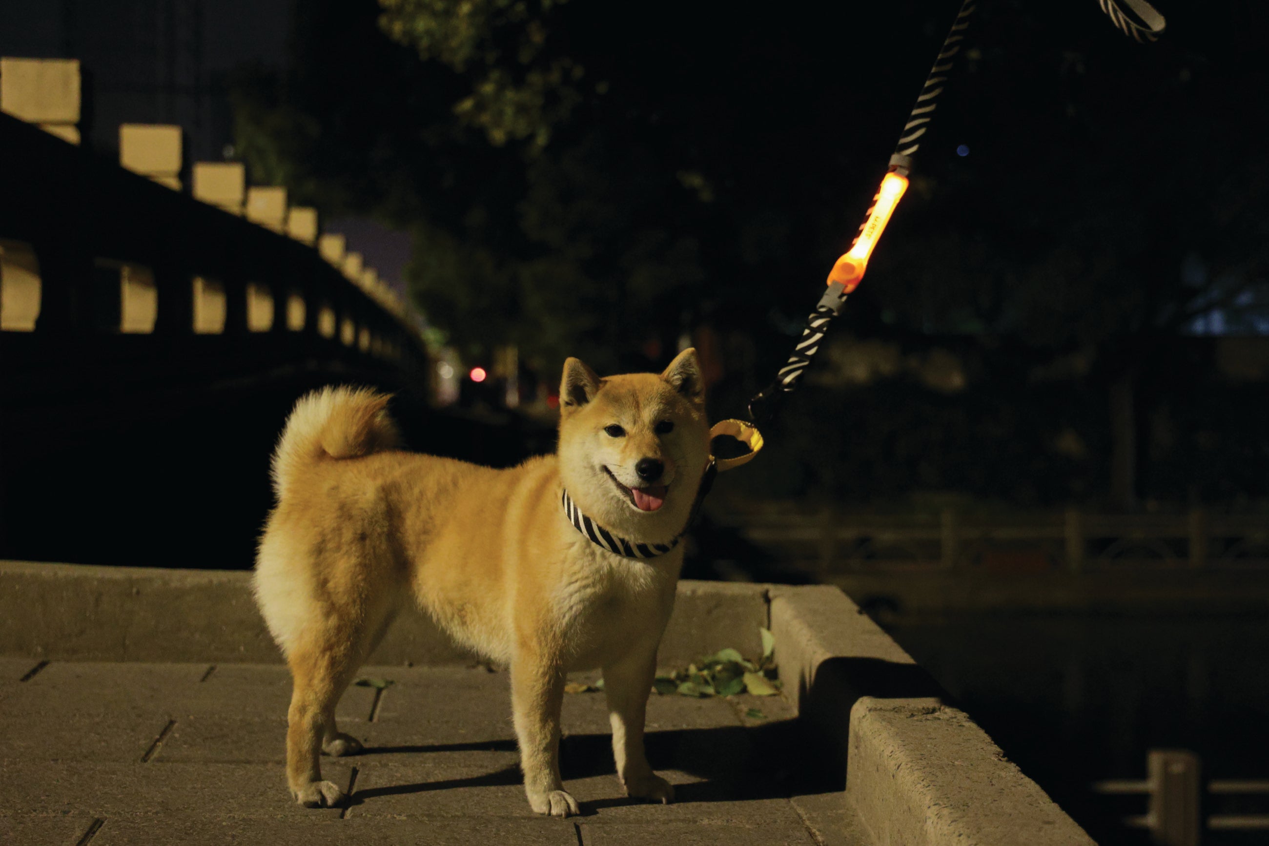 Banda LED Recargable FLASH para Perros - Naranja (Orange) | M-PETS