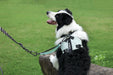 ORIGAMI Dog Harness leafy crease