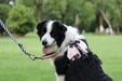 ORIGAMI Dog Harness cherry fold