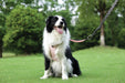 ORIGAMI Dog Harness cherry fold