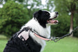 ORIGAMI Dog Harness cherry fold