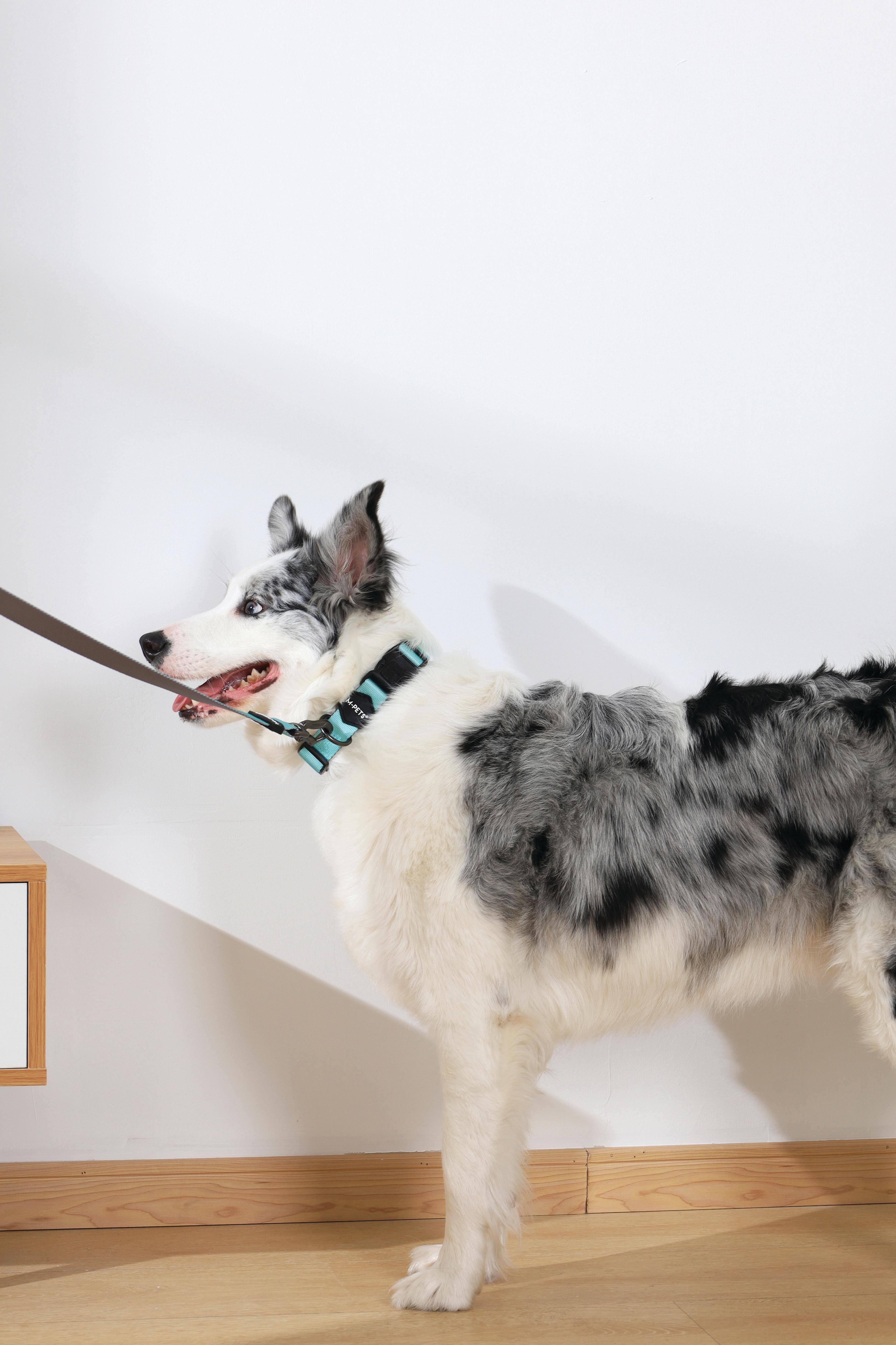 GENTLE DOG Leash Green