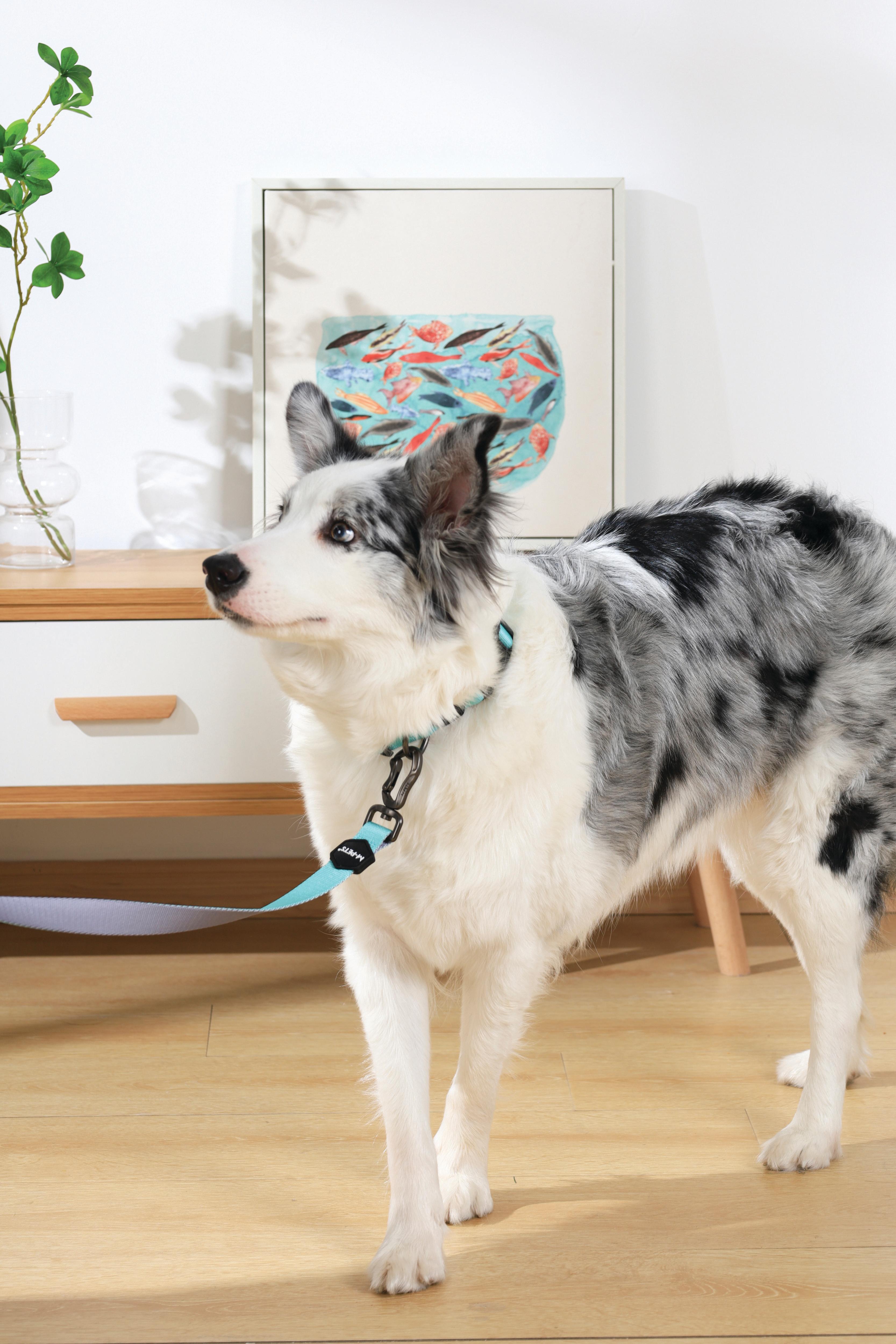 GENTLE DOG Leash Green