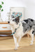 GENTLE DOG Leash Green