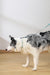 GENTLE DOG Leash Green