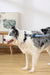 Collar GENTLE DOG Blue para Perro – Premium con Hebilla de Seguridad | M-PETS®