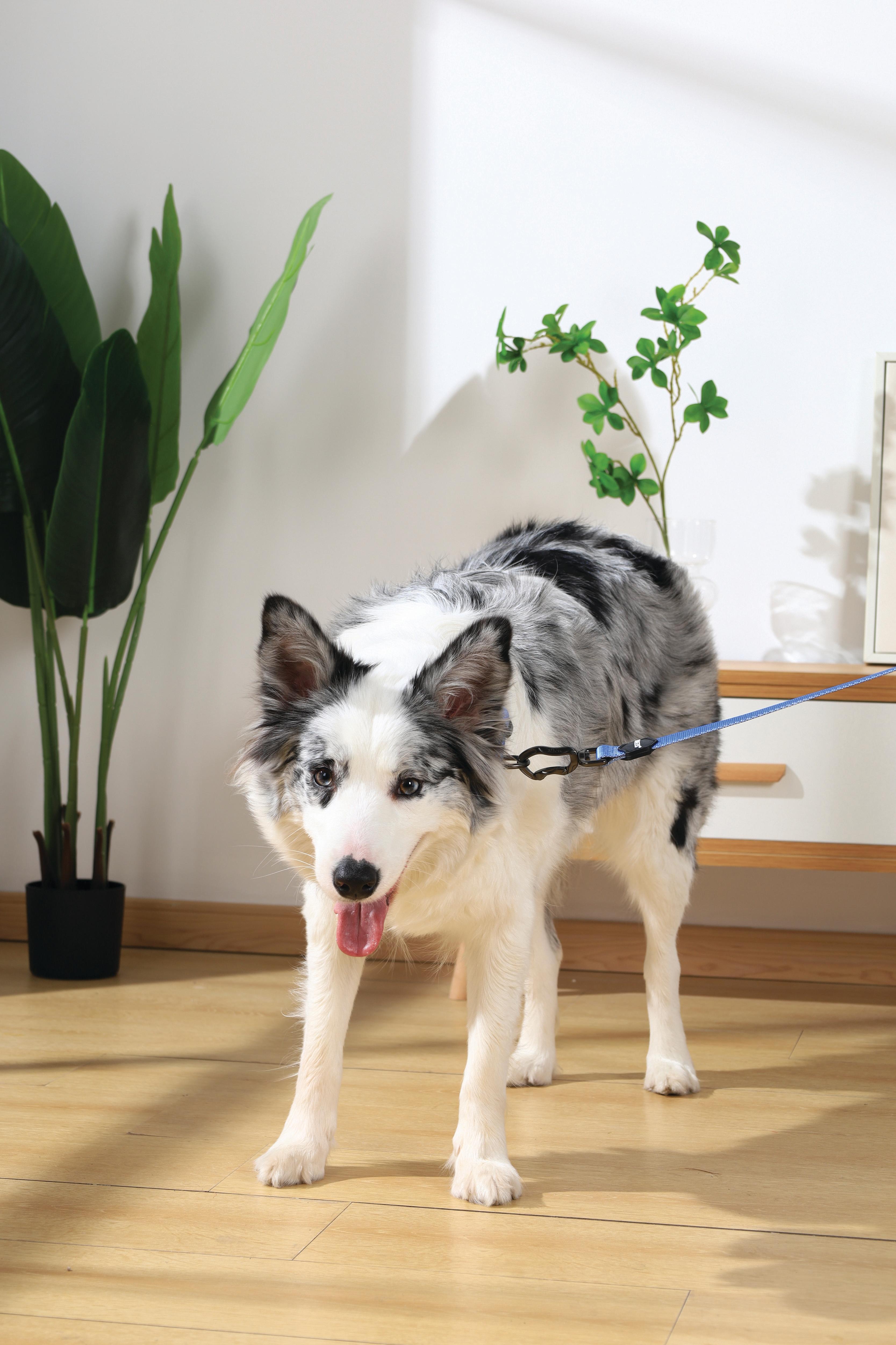 Collar GENTLE DOG Blue para Perro – Premium con Hebilla de Seguridad | M-PETS®