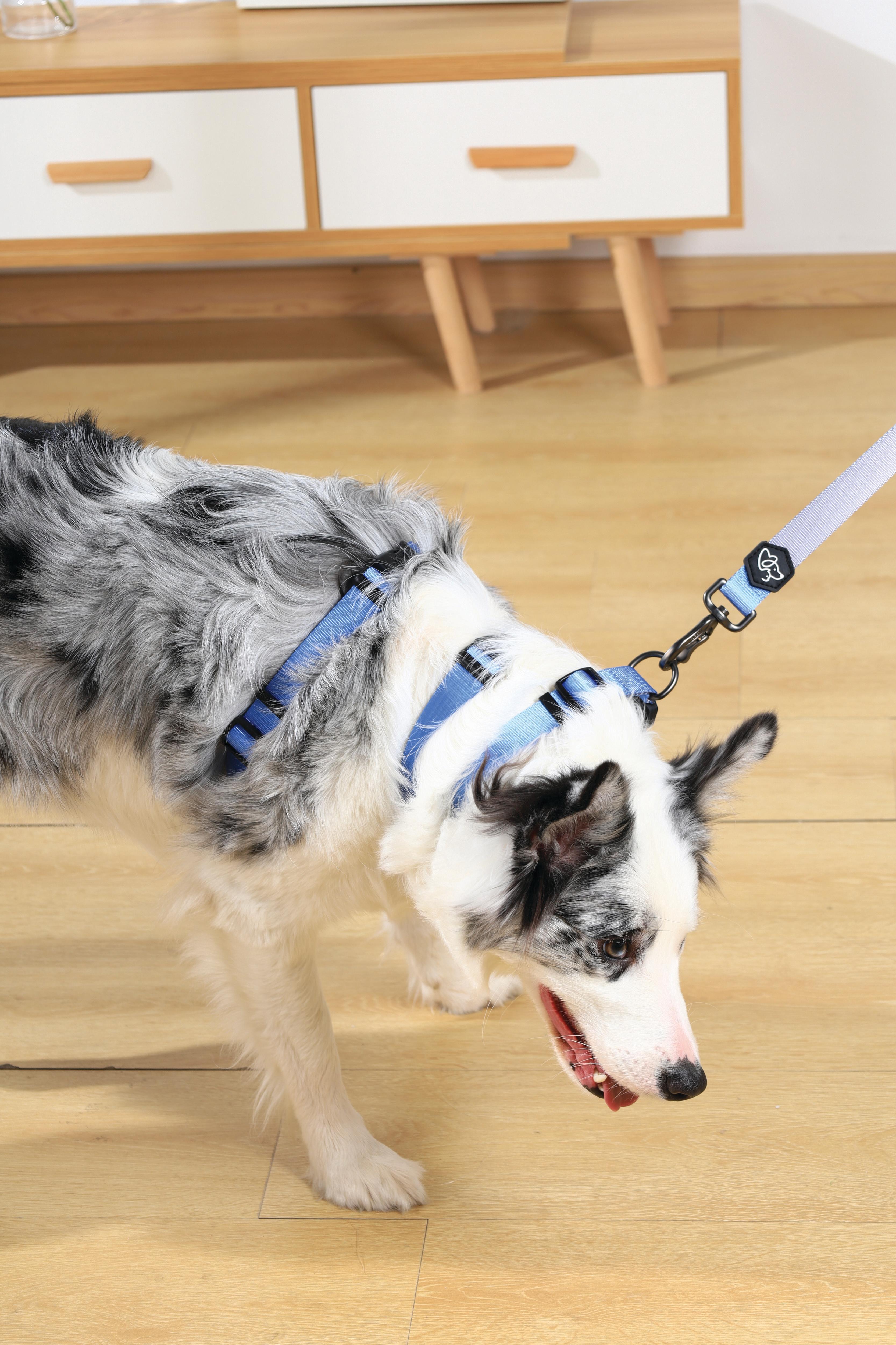 Collar GENTLE DOG Blue para Perro – Premium con Hebilla de Seguridad | M-PETS®