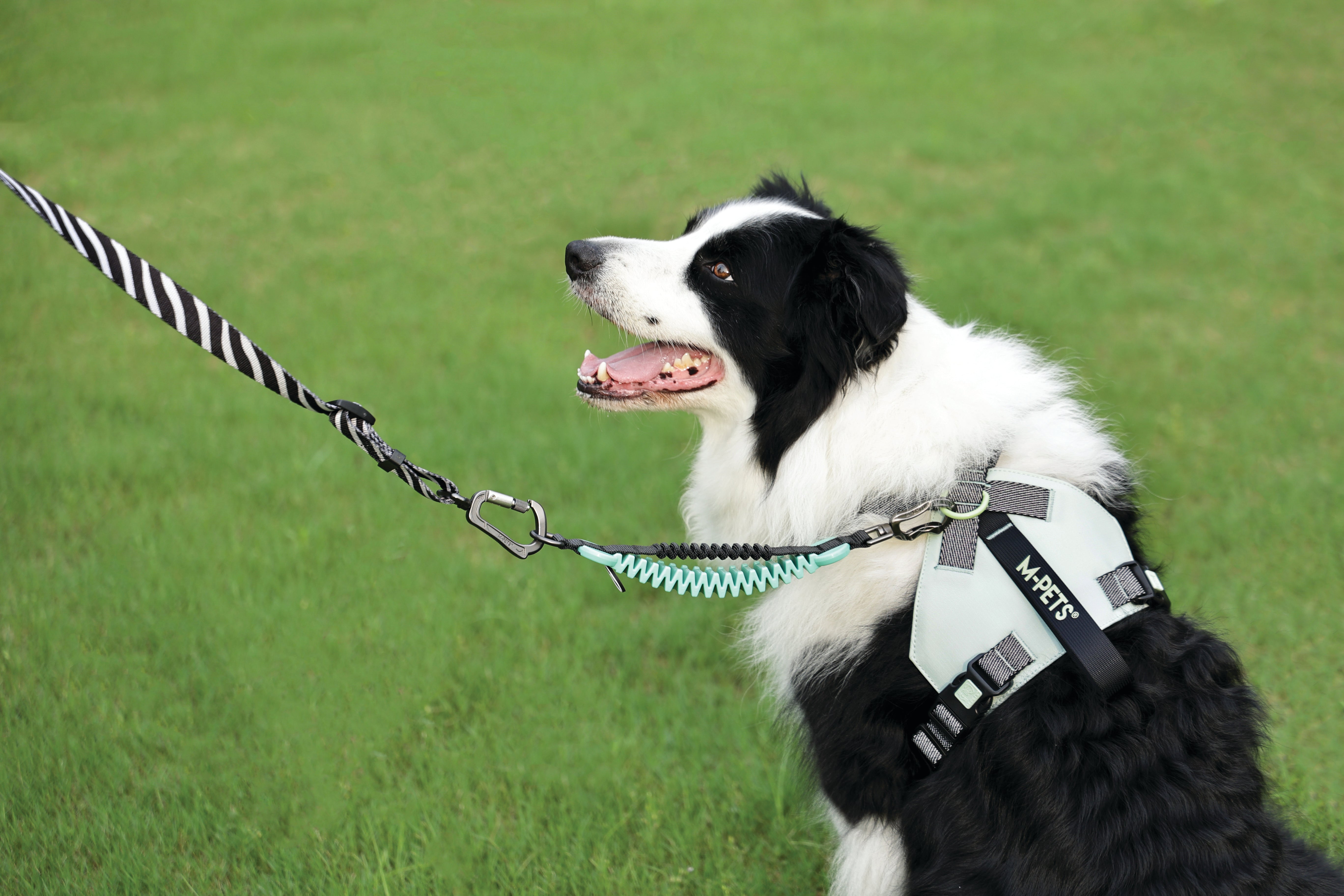 ORIGAMI Dog Harness leafy crease